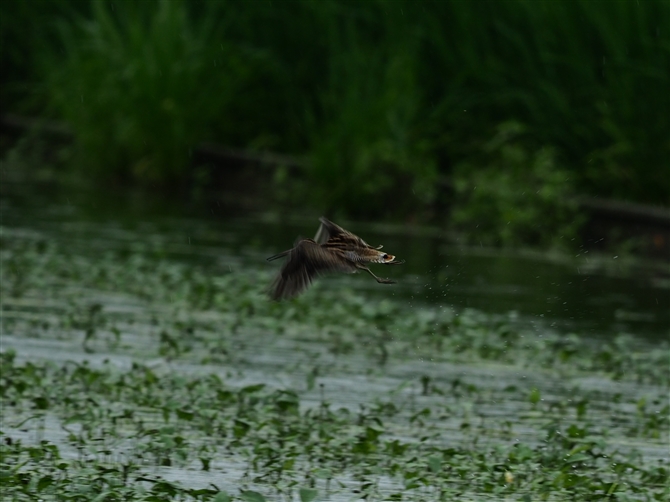 IIWVM,Latham's Snipe